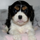 King Charles �pan�l �t��ata s PP na prodej.