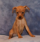 miniaturn� �t��ata pin�� s PP na prodej