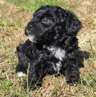 Kr�sn� a velmi zdrav� �t���tka pudla na prodej.