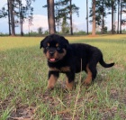 Kr�sn� samec a samice rotvajlera