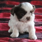 Kr�sn� pes a fena miniaturn� �t��ata Shih Tzu