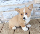 milujc Welsh Corgi (Pembroke)