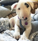 Pohledn� �t��ata bulteri�ra k adopci