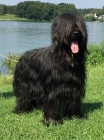 Briard - ern tata z mimodnho spojen