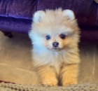 Pomeranian d�ti s o�kovac�mi kartami