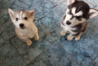 Zdrav� a MODR� O�I sibi�sk� husky �t��ata