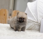 Pomeranian Toy �t��ata