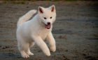 B�l� �t��ata Akita Inu