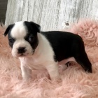 �t��ata bostonsk�ch teri�r� jsou k dispozici