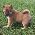 Kr�sn� a zdrav� �t��ata Shiba Inu