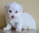 Kr�sn� bichonov� frize �t��ata na prodej