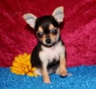 mini-mini-mini �ivava