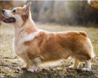 �t��ata Pembroke Welsh Corgi