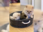 Pomeranian medv�dek �t�n�
