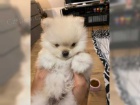 Pomeranian medv�dek �t�n�