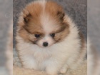 Pomeranian/�pic �t��ata