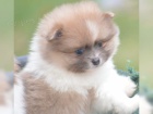 Pomeranian/�pic �t��ata