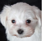 malt�zsk� �t��ata