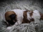 �t��ata shih tzu