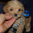 Zdrav� a o�kovan� �t���tka pudla na prodej