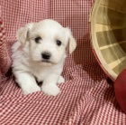 Rozko�n� �t���tka Havanese na V�noce