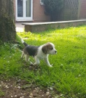 Sladk� kr�sn� miminka �t��ata Beagle na prodej