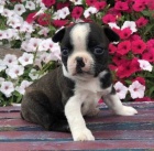 Kr�sn� �t��ata bostonsk�ho teri�ra