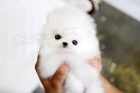 Pomeranian �T��ATA