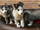 husky d�ti