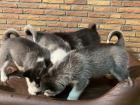 husky d�ti