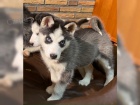 husky d�ti