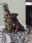�t��ata Cane corso