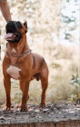�t��ata Cane corso