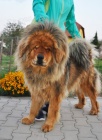 Tibetsk� doga - �t��ata s PP