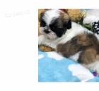 Rozko�n� �t��ata shih tzu