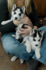 Sibi�sk� husky �t��ata