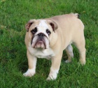 Anglick� buldok s pp