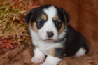 Kr�sn� pes a �ena o�kovan� �t��ata Welsh Corgi Pembroke na prodej