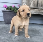 Kr�sn� a o�kovan� zlat� retr�vrka, mal� and�lsk� �t���tka na prodej