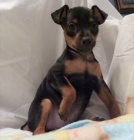 o�kovan� �t��ata pin��