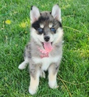 Zdrav� a o�kovan� �t��ata samc� a samic pomskies k adopci.