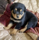 Kr�sn� a o�kovan� �t��ata rotvajler� na prodej.