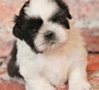 Kr�sn� a o�kovan� �t��ata shih tzu na prodej.