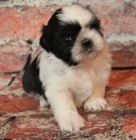 Kr�sn� a o�kovan� �t��ata shih tzu na prodej.