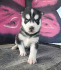 modr� o�i zdrav� samce a samice o�kovan� �t��ata sibi�sk�ho husky na prodej.