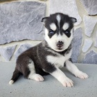 modr� o�i zdrav� samce a samice o�kovan� �t��ata sibi�sk�ho husky na prodej.