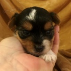 Jork��rsk� teri�r biewer mini