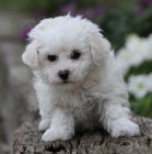 �t��ata Bichon frize jsou k dispozici k prodeji