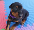 �t��ata dobermana k dispozici k adopci. 
