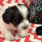 Zdrav� a roztomil� �t���tka Havanese na prodej.